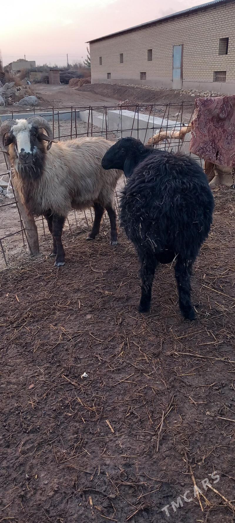 Goc - Гарабекевюл - img 4