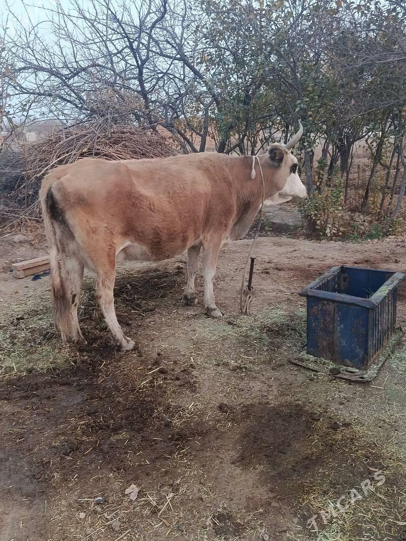 Goleli sygyr - Kaka - img 1