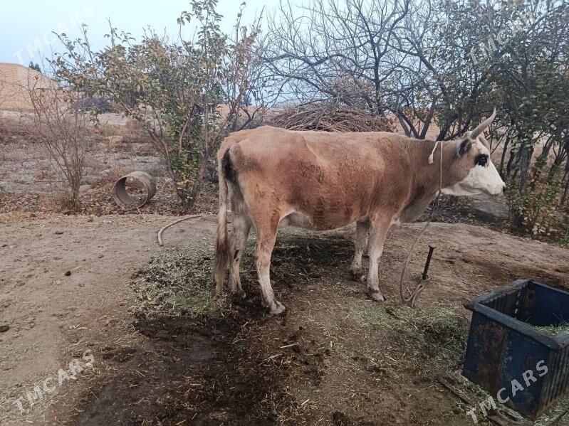 Goleli sygyr - Kaka - img 3