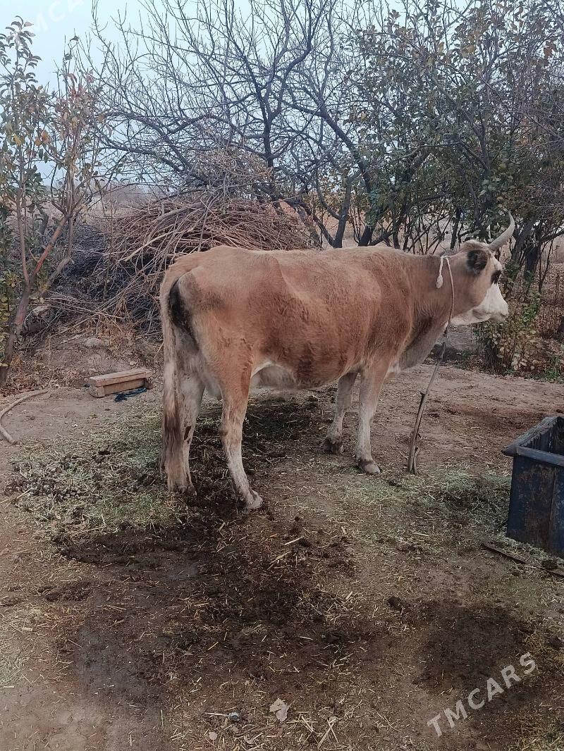 Goleli sygyr - Kaka - img 2