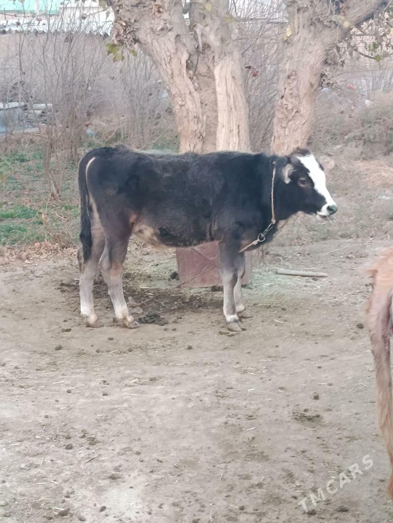 Goleli sygyr - Kaka - img 4