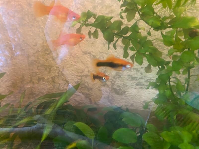 аквариумные рыбки - Aşgabat - img 2