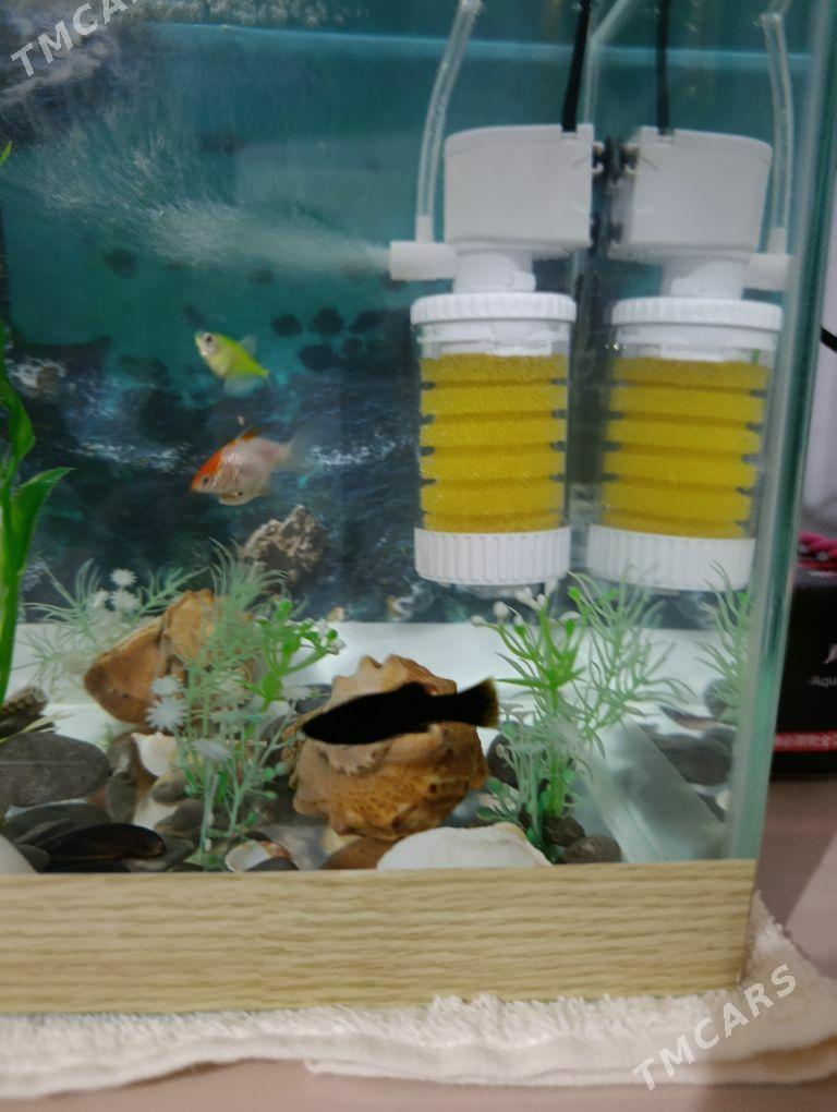 Gara molineziya - Ашхабад - img 2