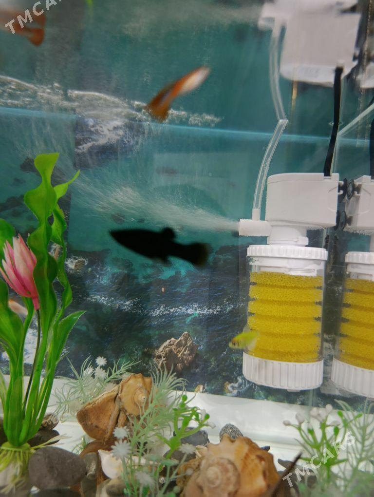 Gara molineziya - Ашхабад - img 3