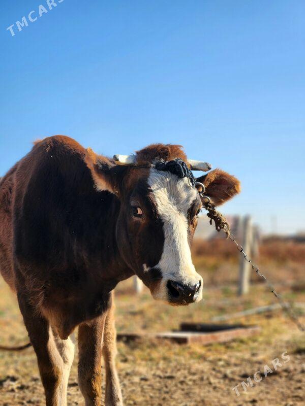 sygyr - Gökdepe - img 3