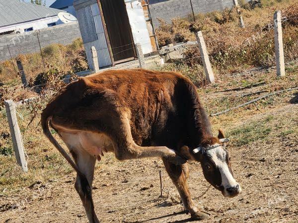 sygyr - Gökdepe - img 2