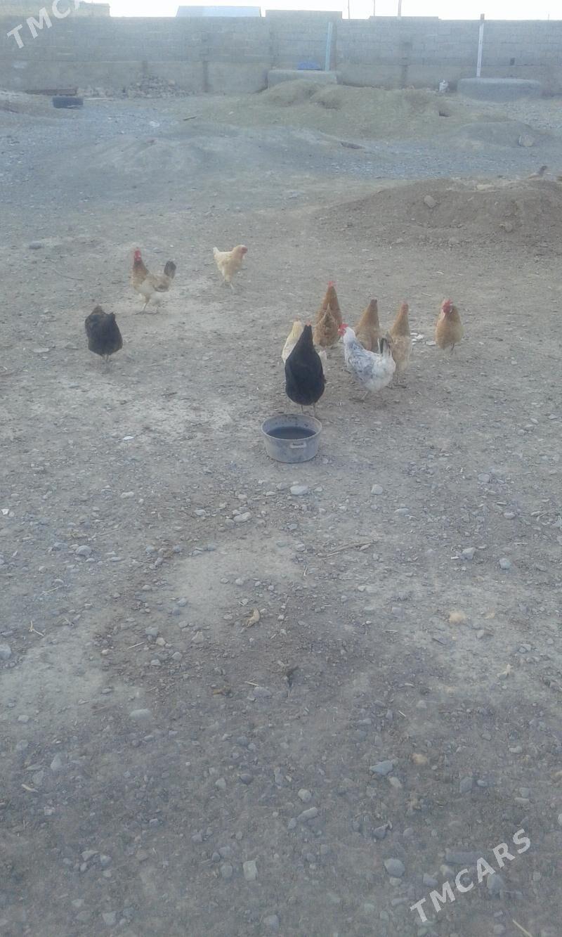 Towuklar - Гызыларбат - img 4