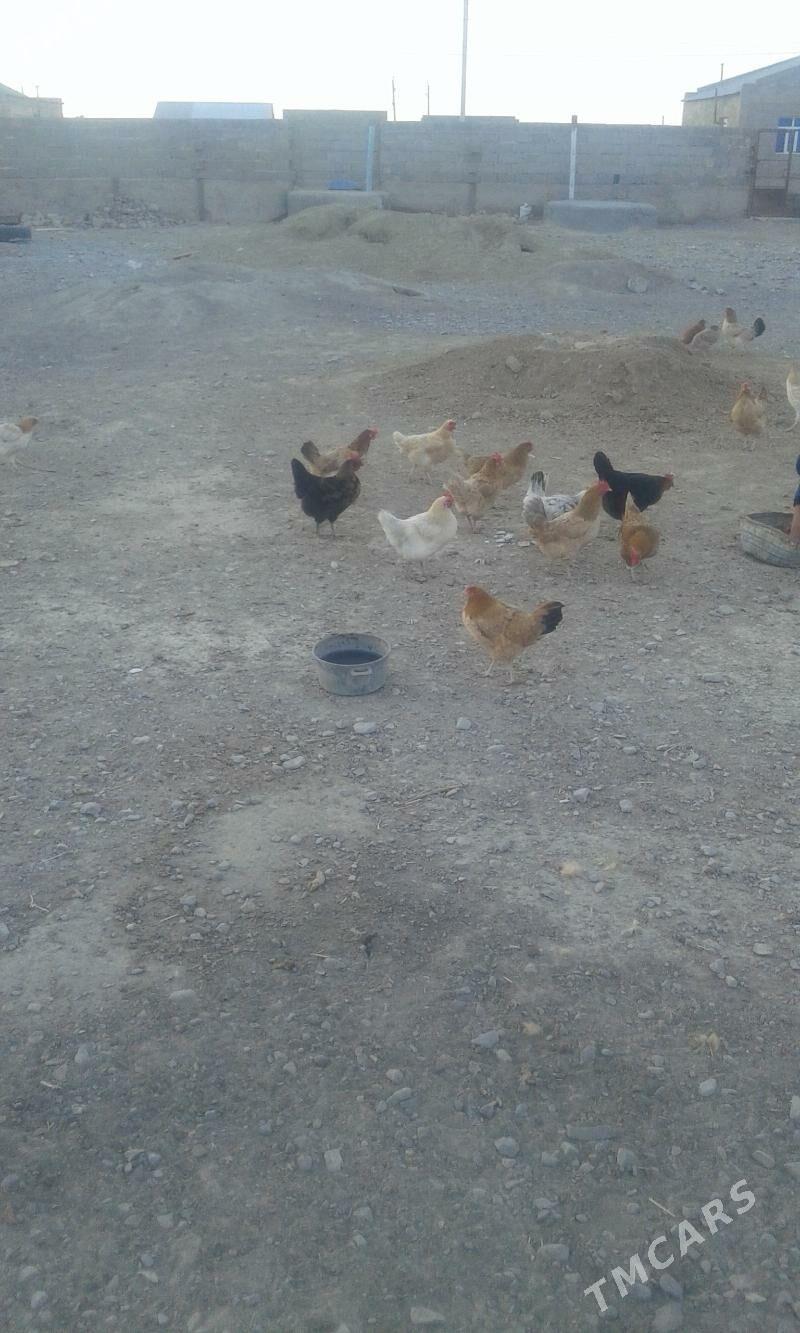 Towuklar - Гызыларбат - img 2