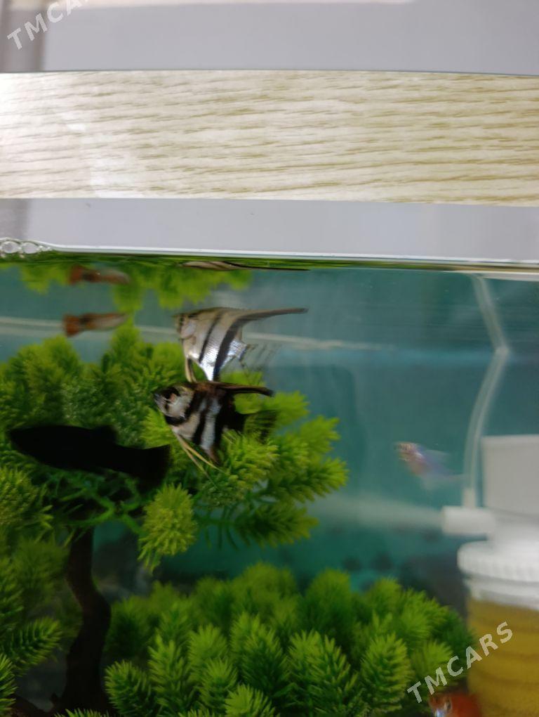 Skalyar Скалярия - Ашхабад - img 2