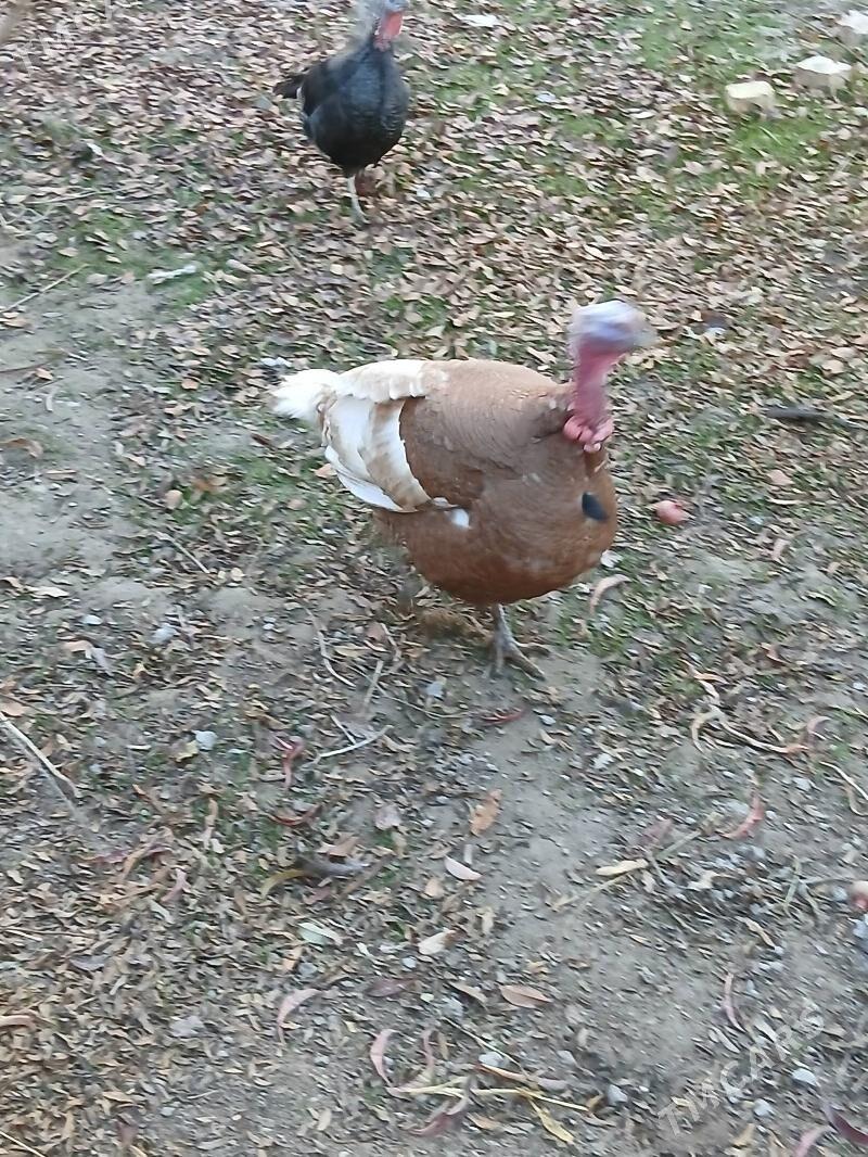 индук - Чарджоу - img 2