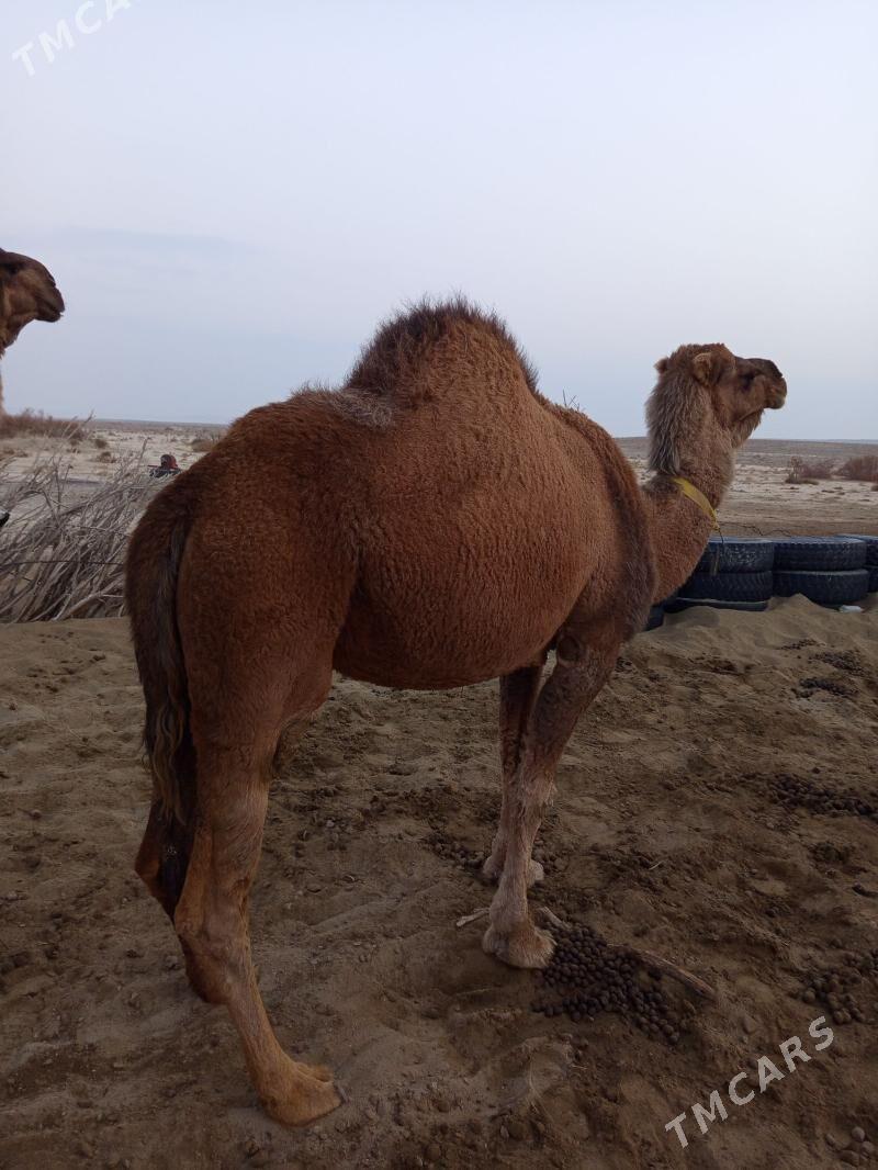 duye - Türkmenbaşy - img 2