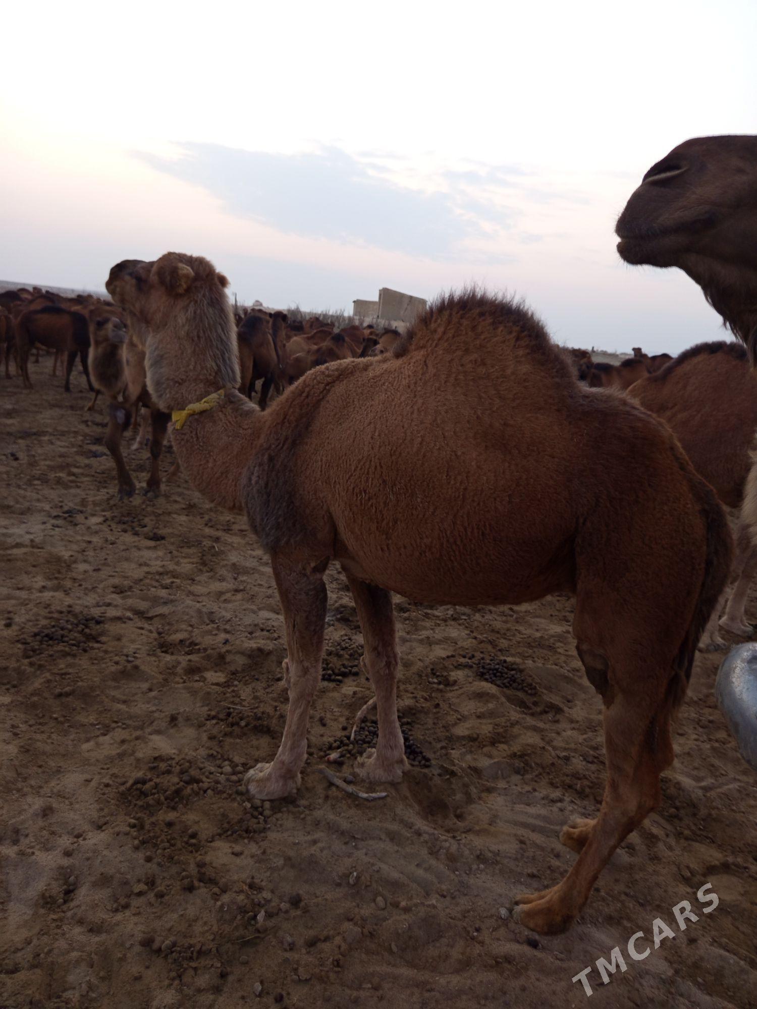 duye - Türkmenbaşy - img 3