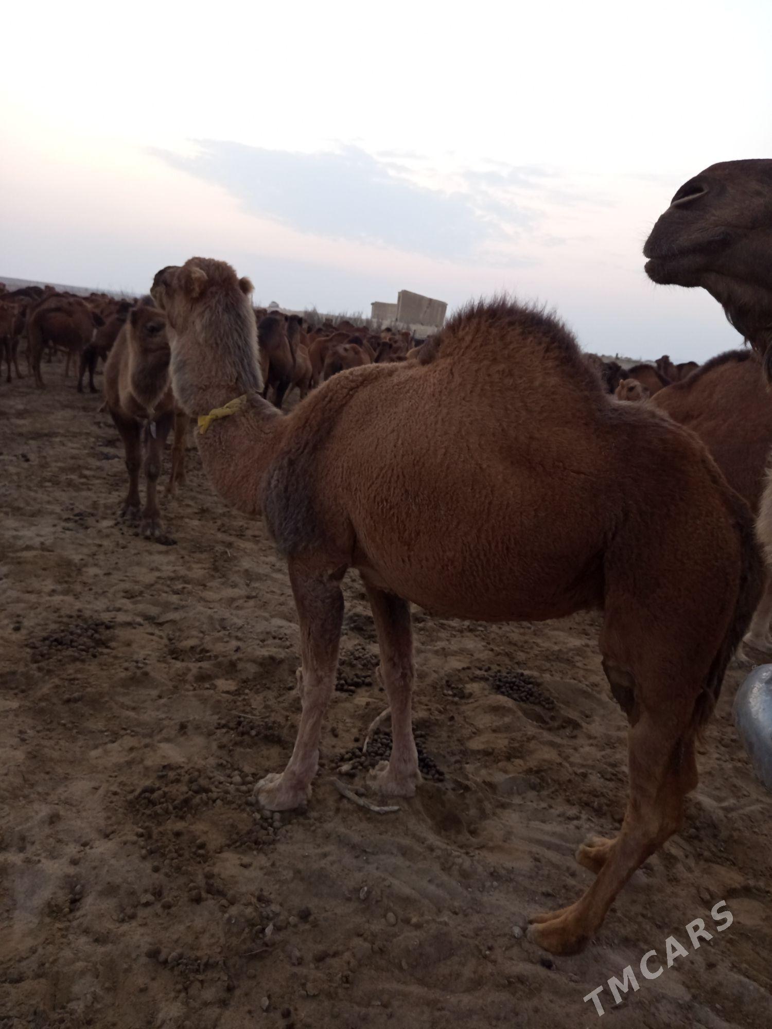 duye - Türkmenbaşy - img 4