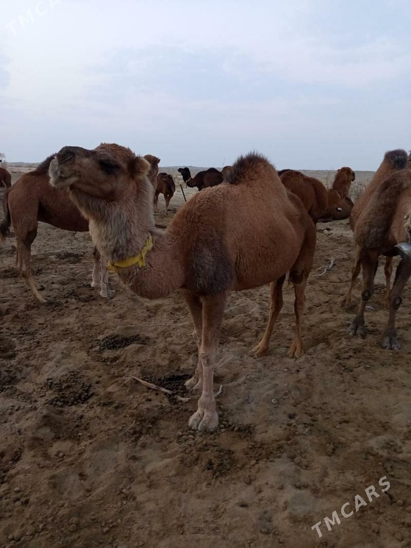 duye - Türkmenbaşy - img 5