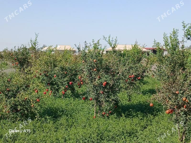 satlik jaÿ - Esenguly - img 3