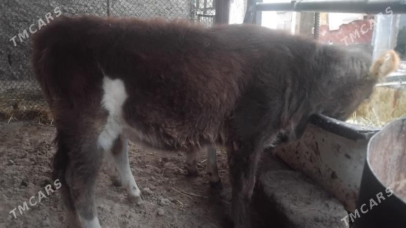 Gole tuwe - Гуртли - img 3