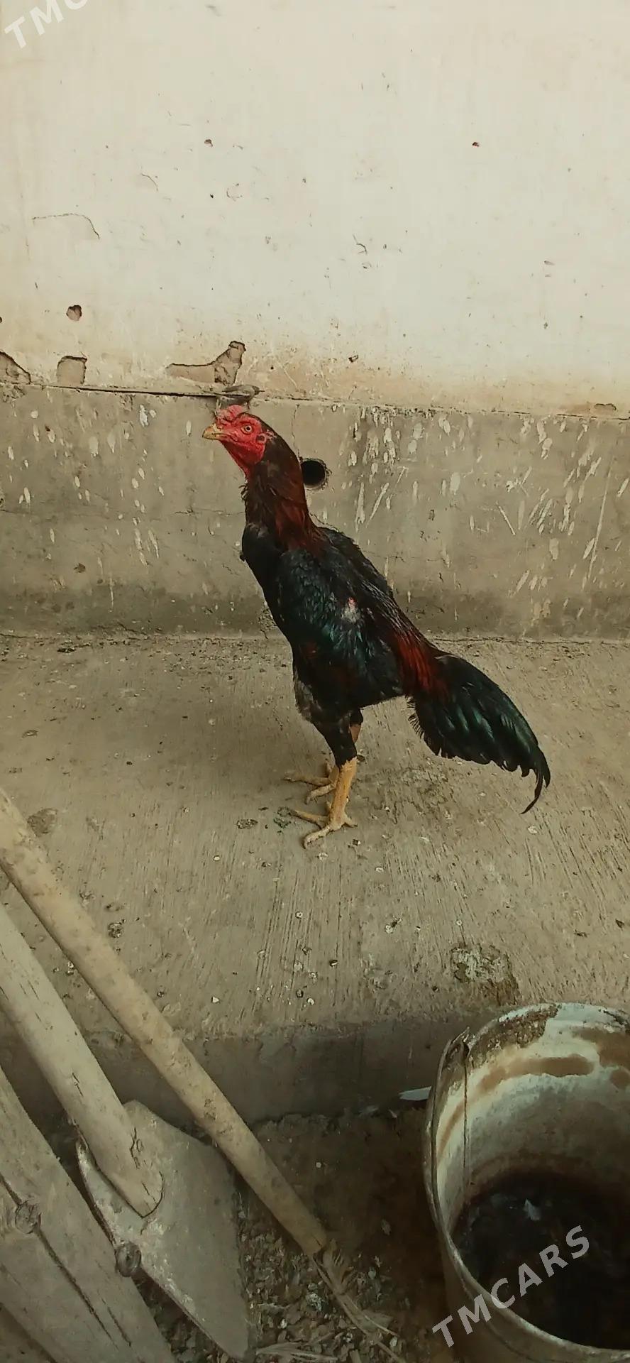 juje - Akdepe - img 4