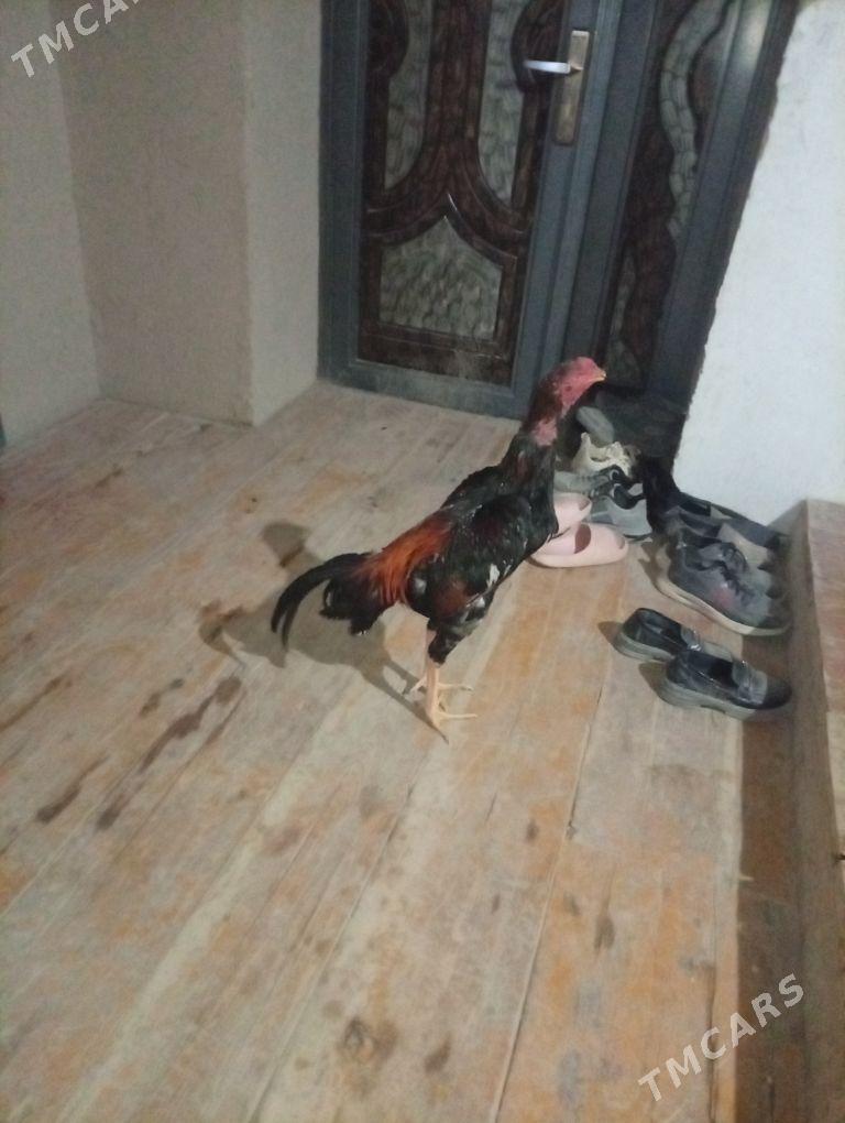 juje - Akdepe - img 2