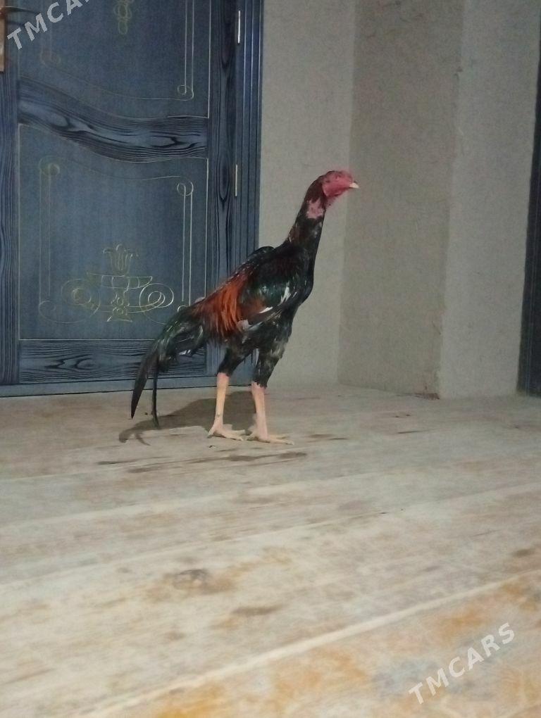 juje - Akdepe - img 3