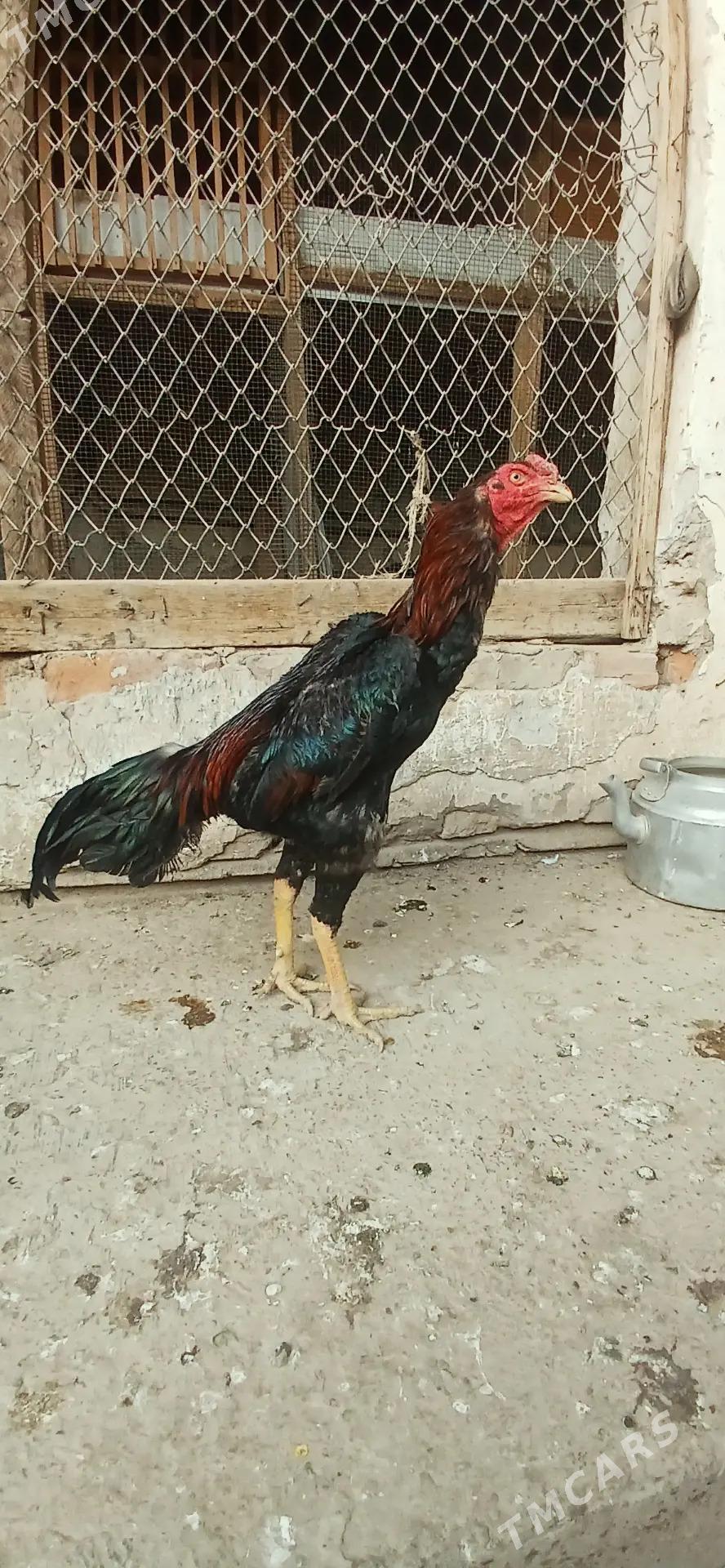 juje - Akdepe - img 5