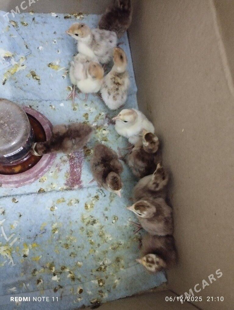 induk juje - Ашхабад - img 2