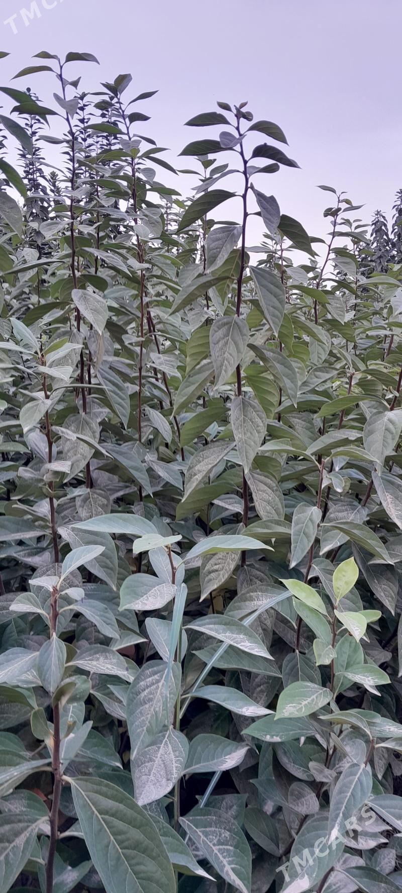 nahallar - Аркадаг - img 2