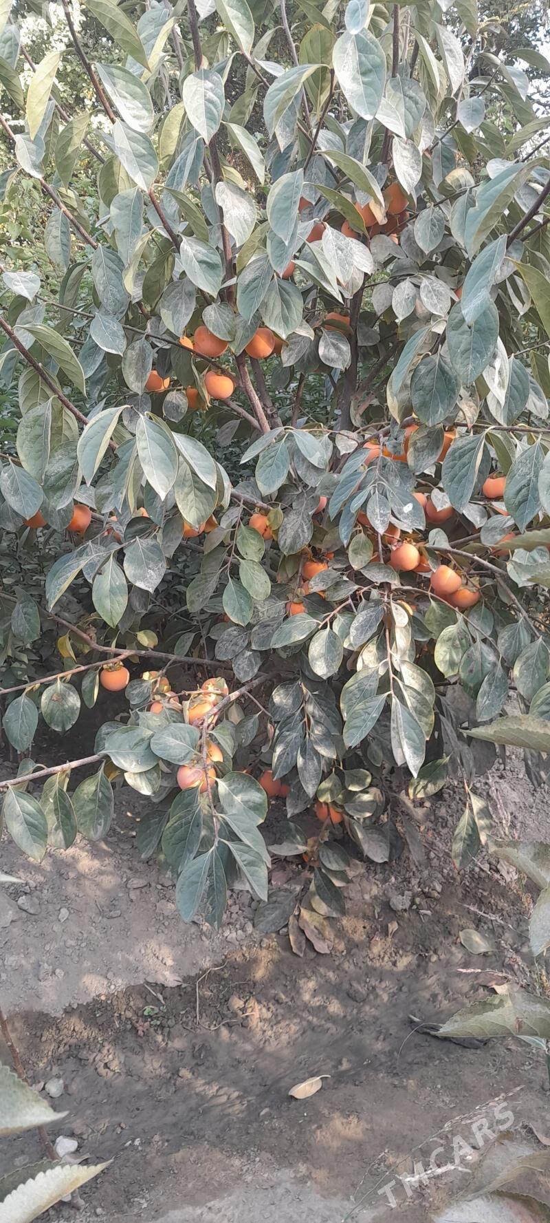 nahallar - Аркадаг - img 1