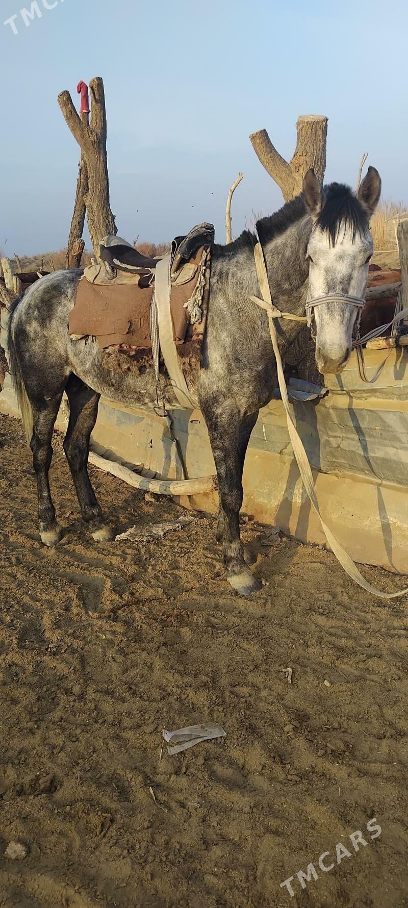 calat - Wekilbazar - img 3