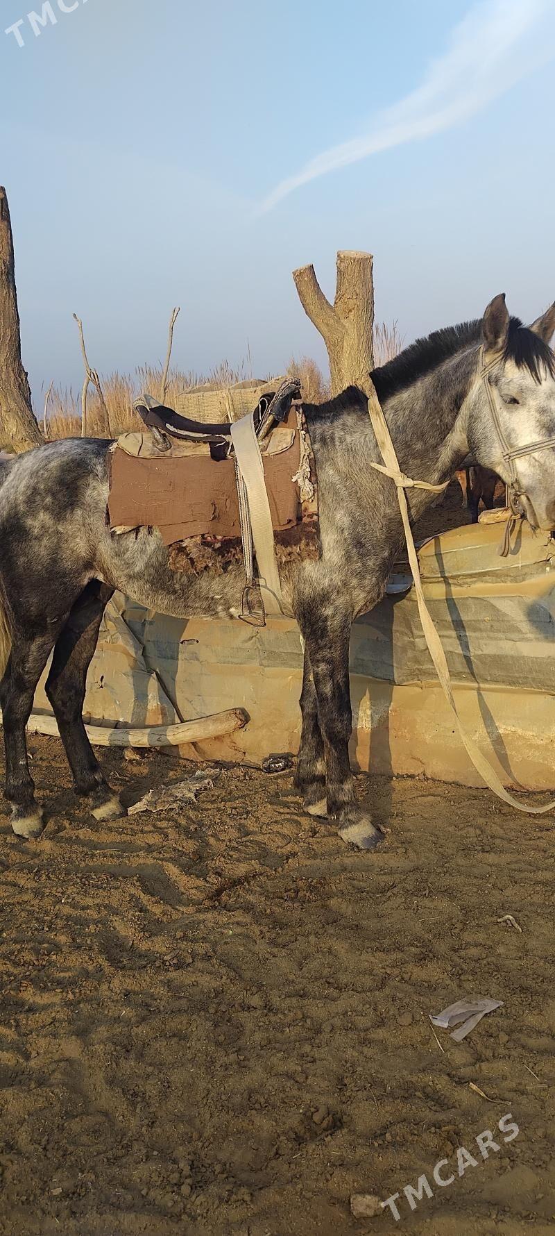 calat - Wekilbazar - img 5