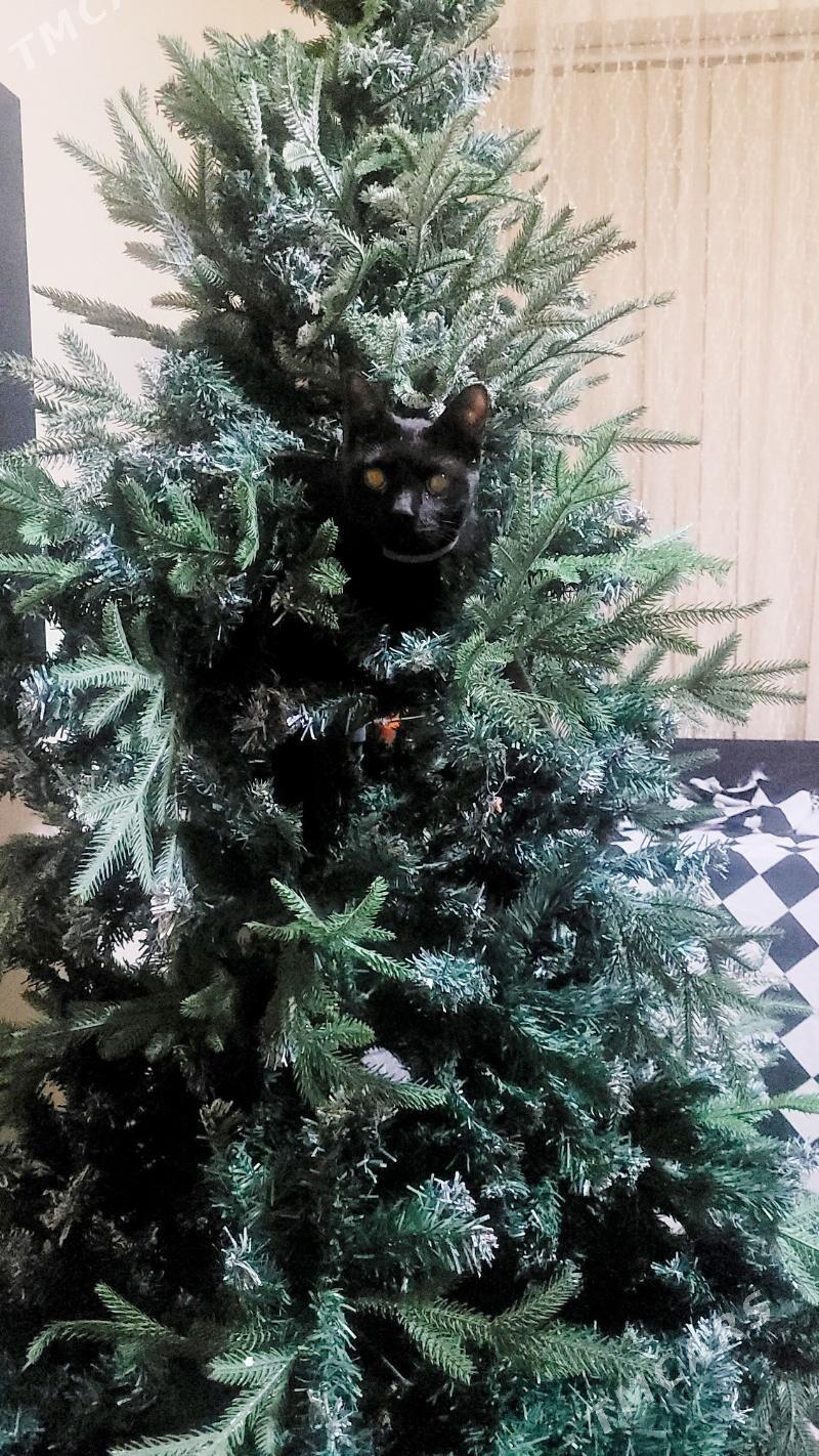 yolka - Ашхабад - img 3