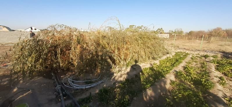 güller leýli saç - Ашхабад - img 3