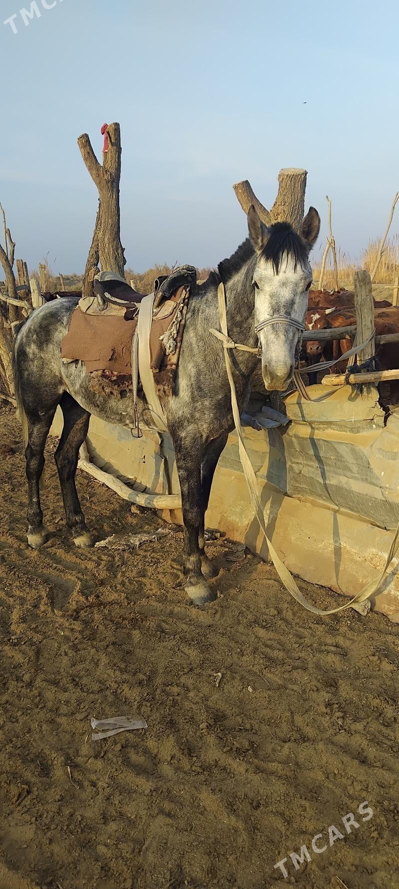 calat - Wekilbazar - img 2