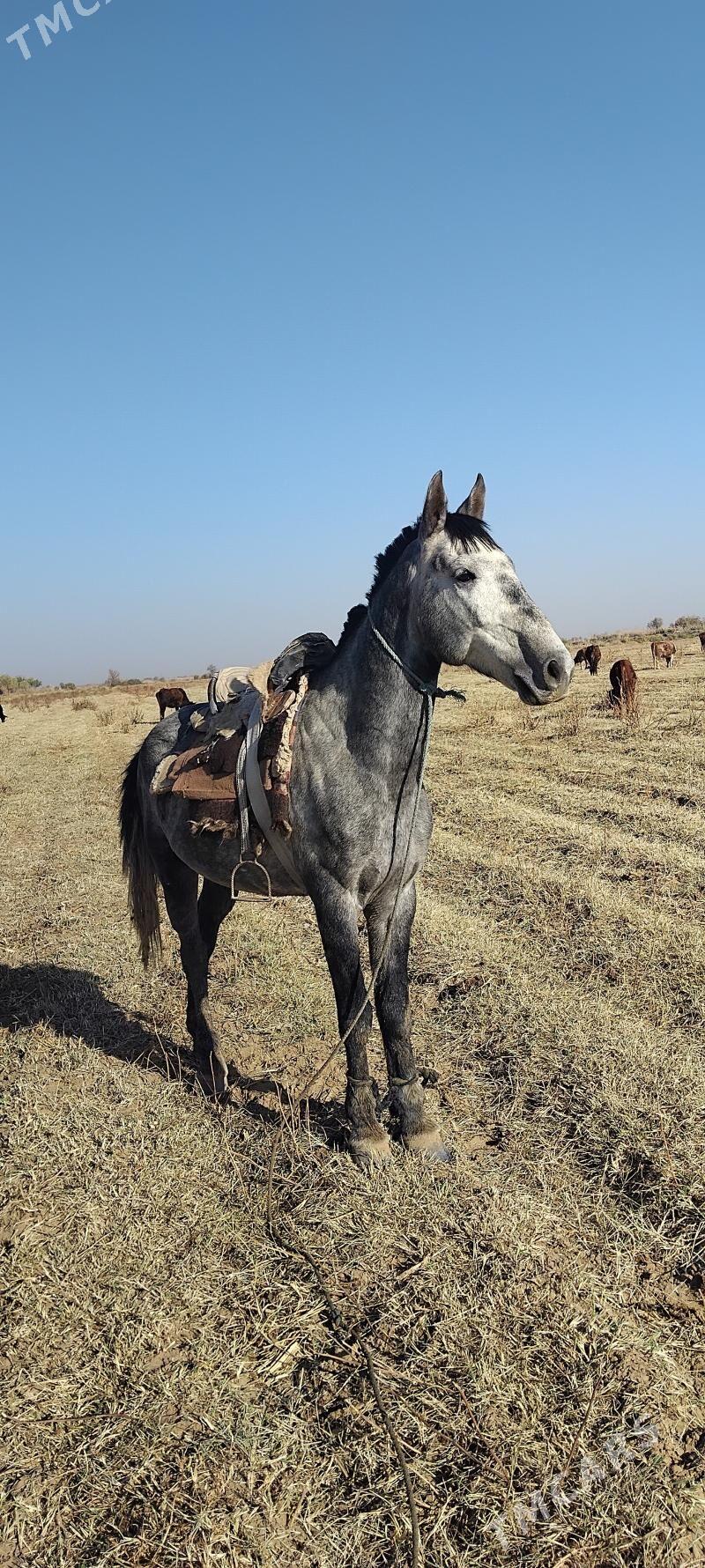 calat - Wekilbazar - img 4