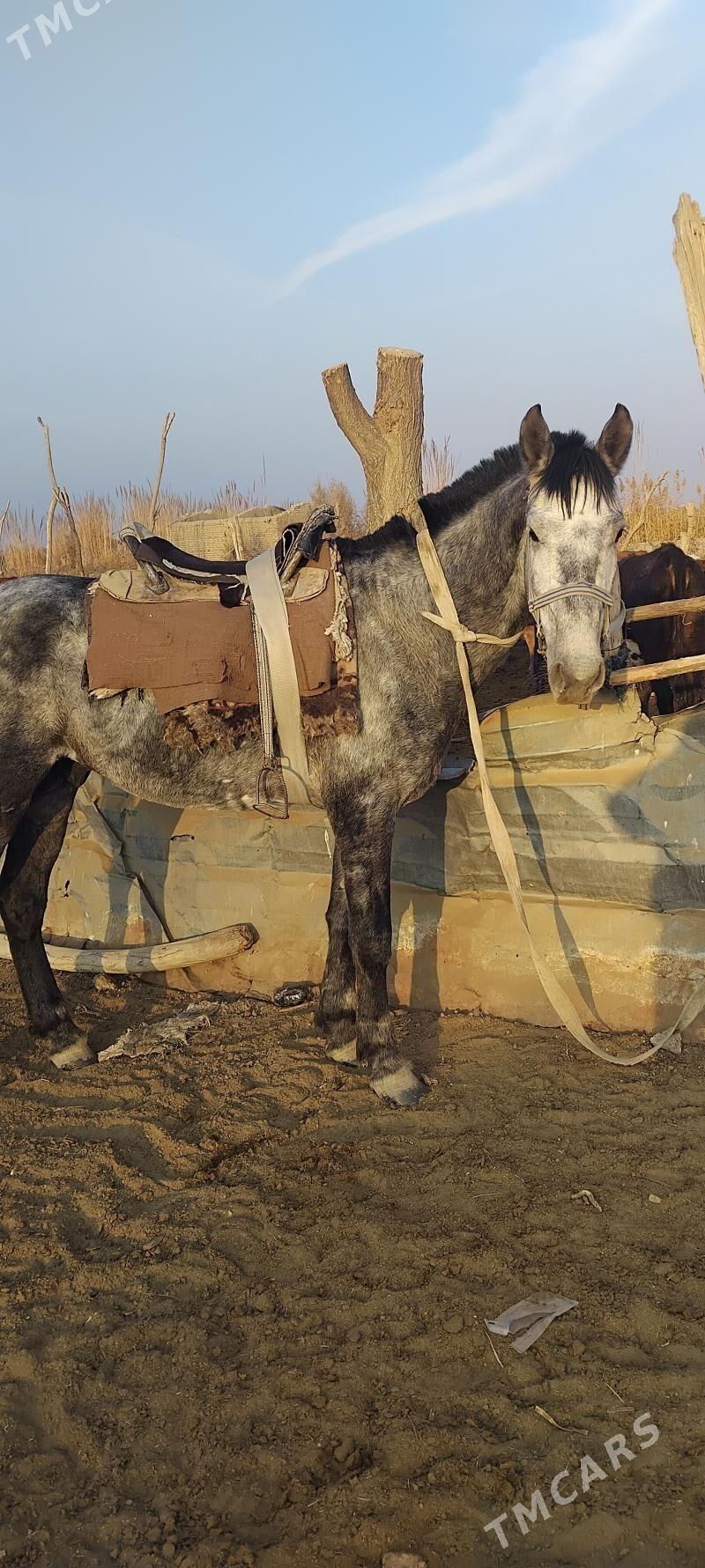 calat - Wekilbazar - img 6