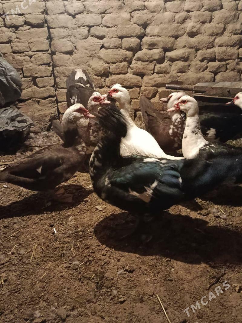 Indautga - Murgap - img 2