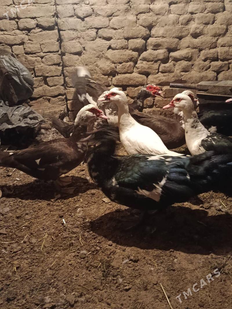 Indautga - Murgap - img 3