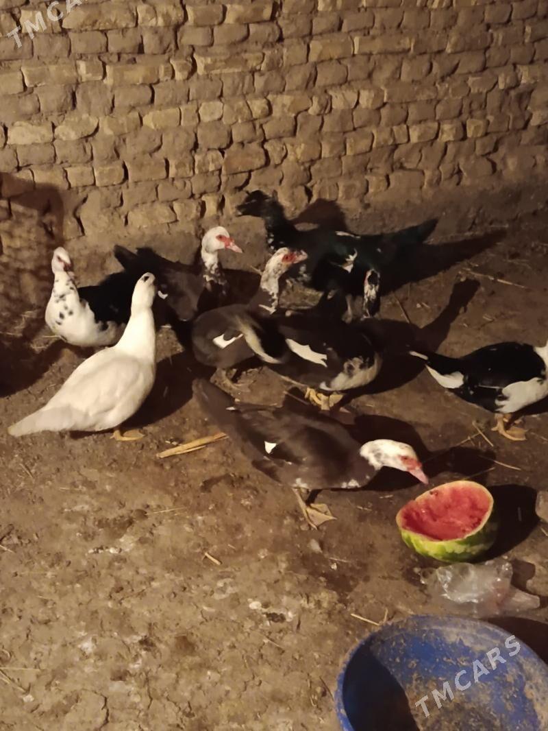 Indautga - Murgap - img 5