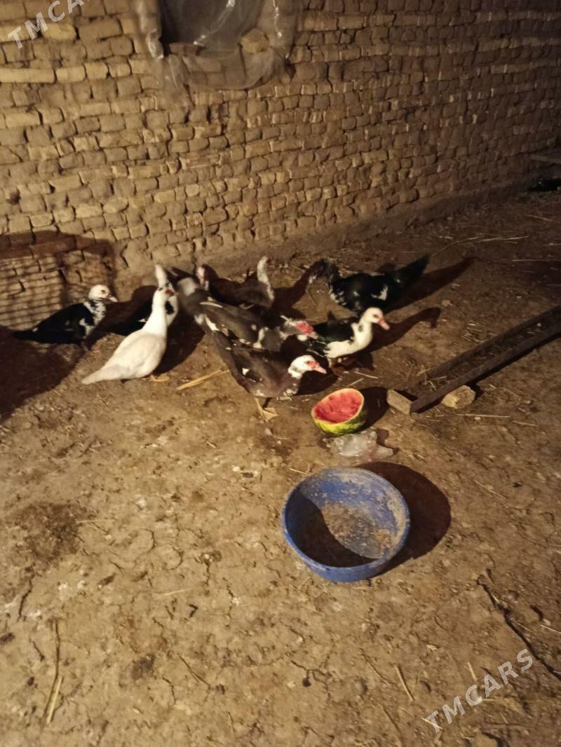 Indautga - Murgap - img 8