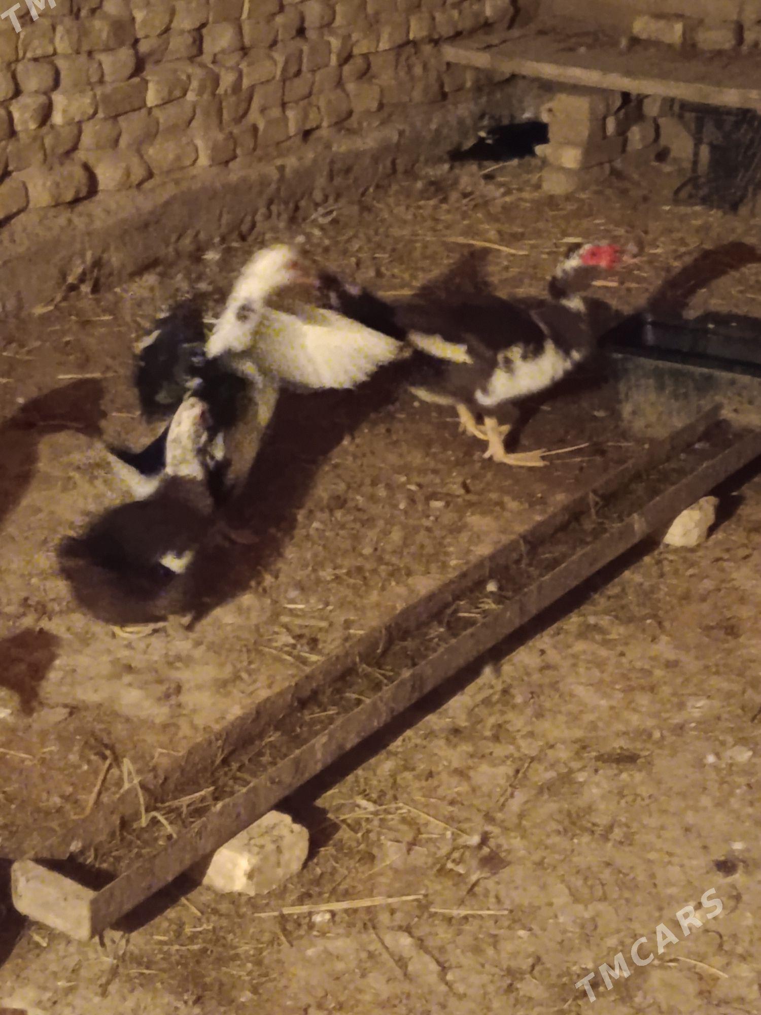 Indautga - Murgap - img 6