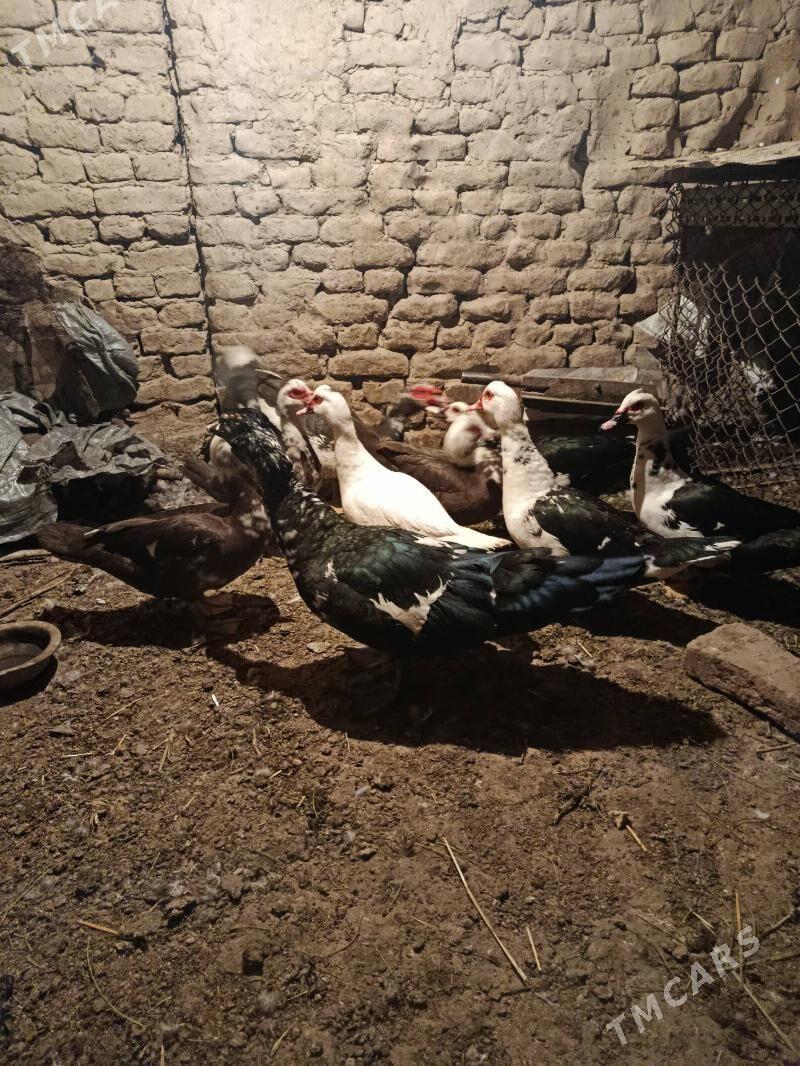 Indautga - Murgap - img 4