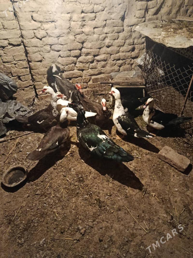 Indautga - Murgap - img 9