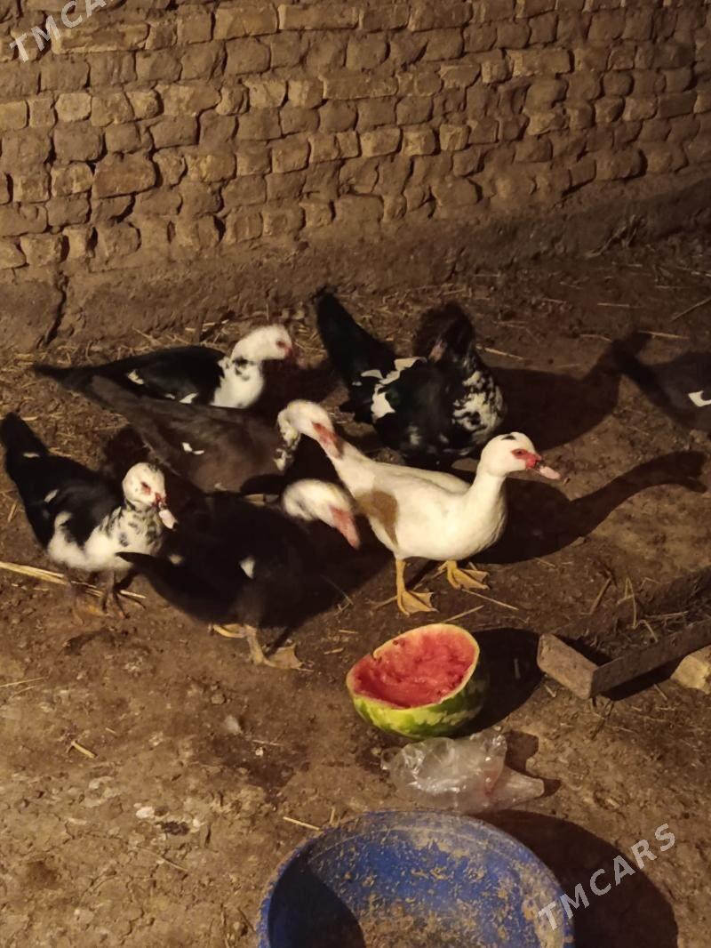 Indautga - Murgap - img 7