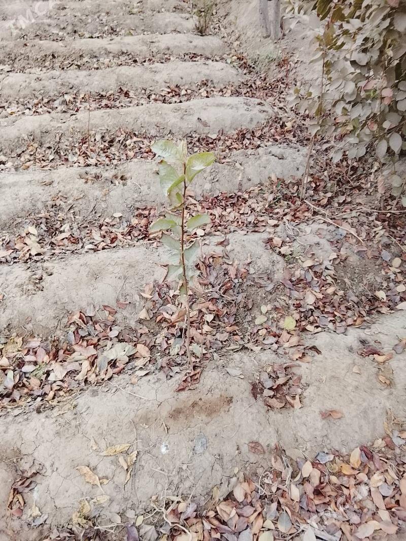 ulje bagy - Бузмеин - img 2