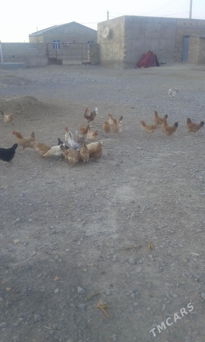 towuk tejen paroda - Гызыларбат - img 2