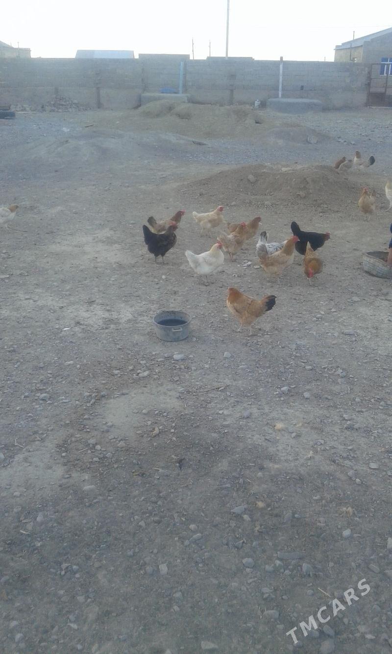 towuk tejen paroda - Гызыларбат - img 3