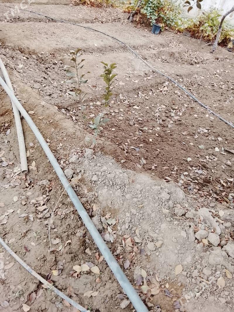 ulje bagy - Бузмеин - img 3