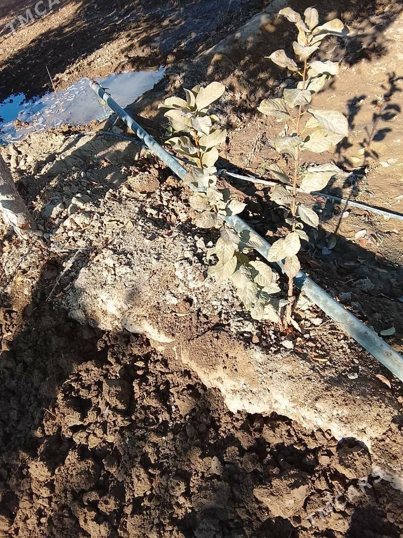 ulje bagy - Бузмеин - img 5