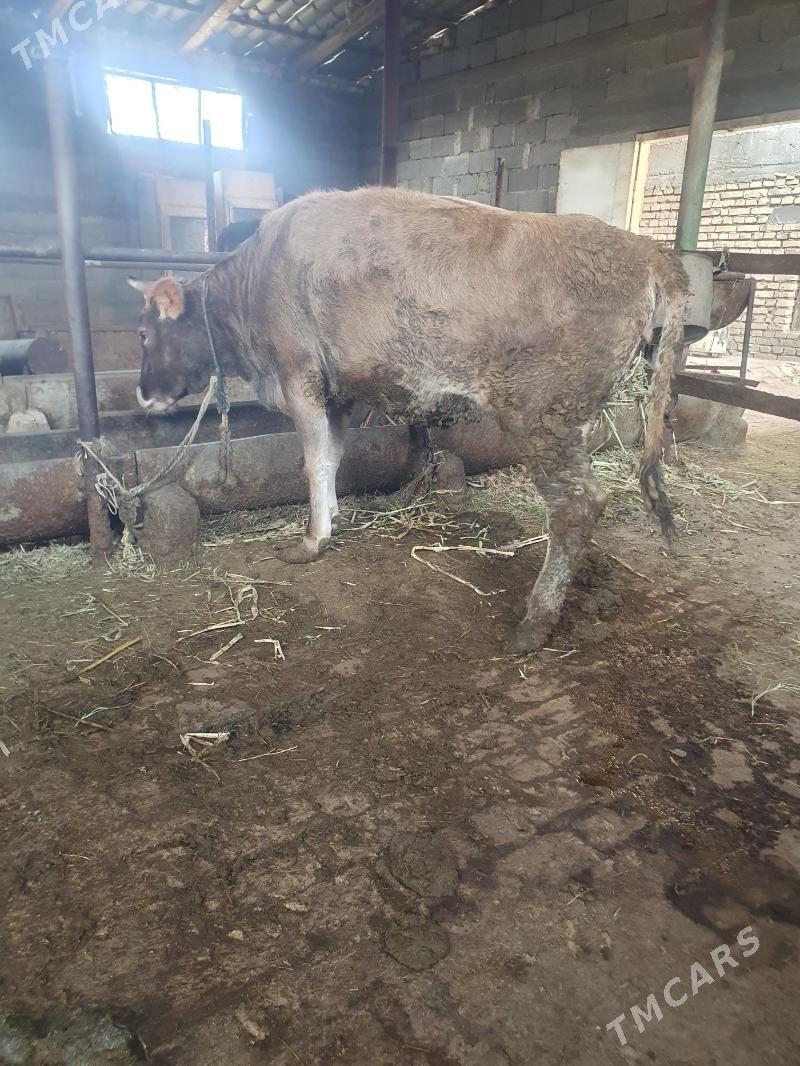 Tuwe Okuz - Gökdepe - img 2