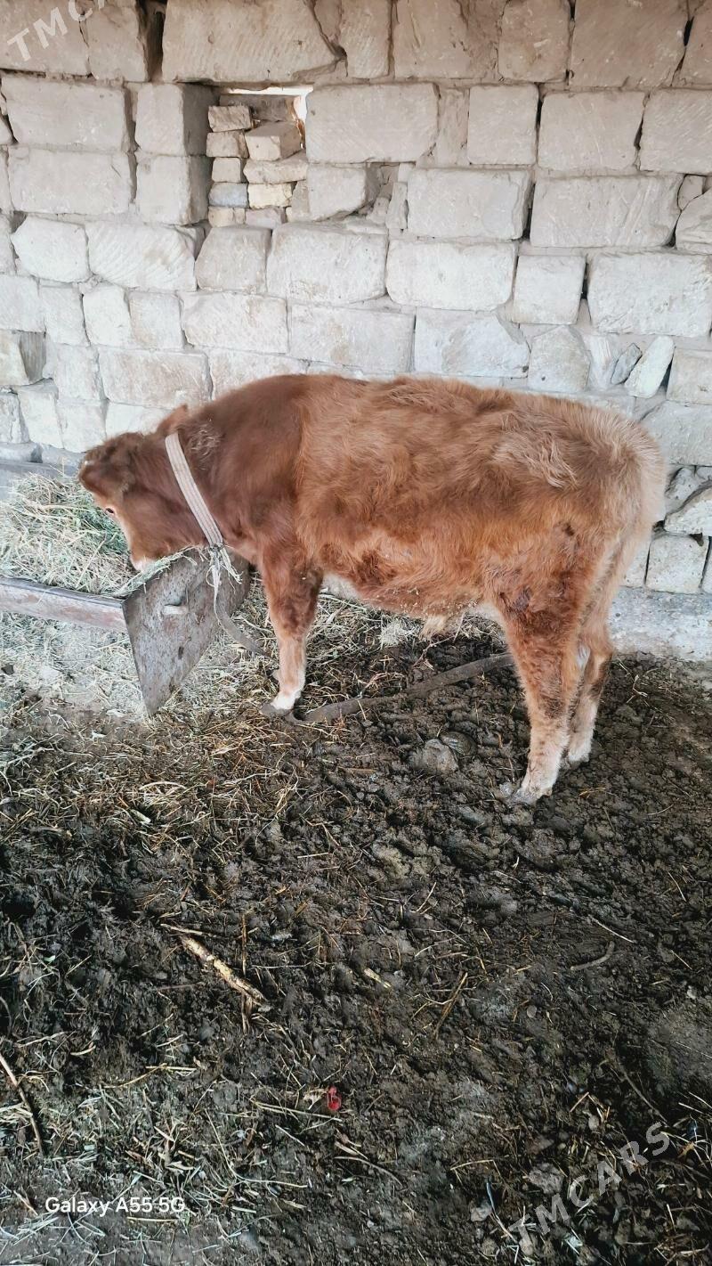 Öküz - Wekilbazar - img 2