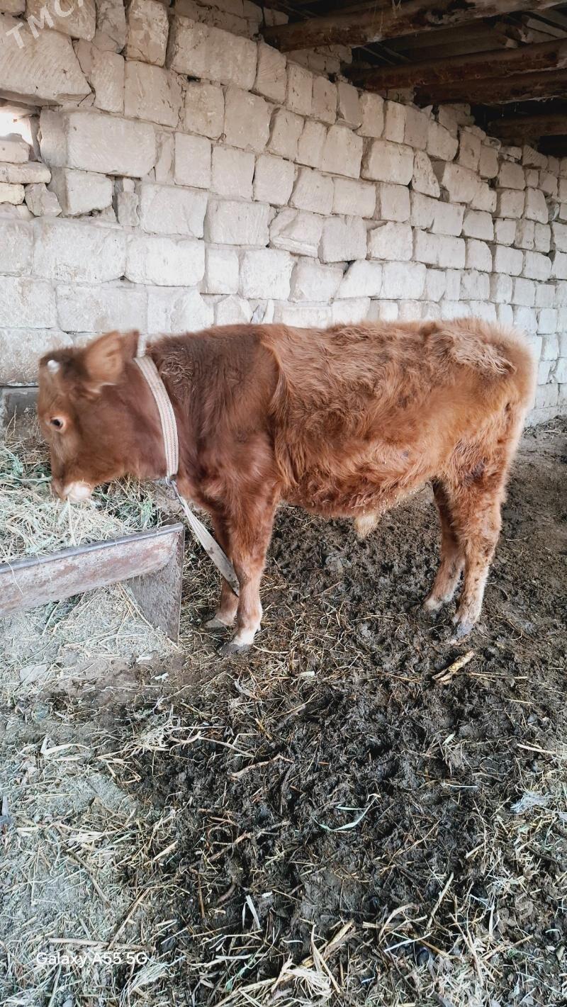 Öküz - Wekilbazar - img 4